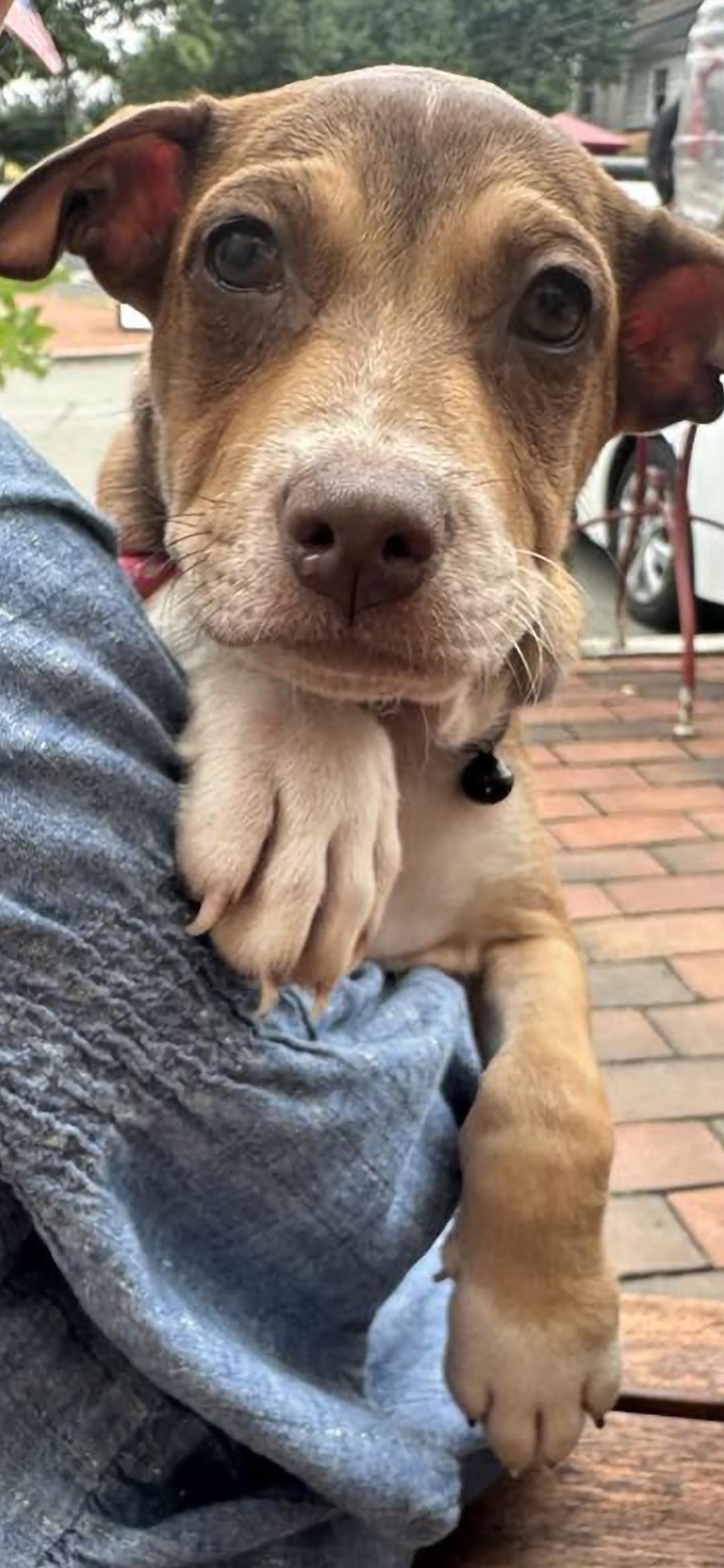 Enlarge Francis, an adoptable mixed breed in New York, NY image 2/6