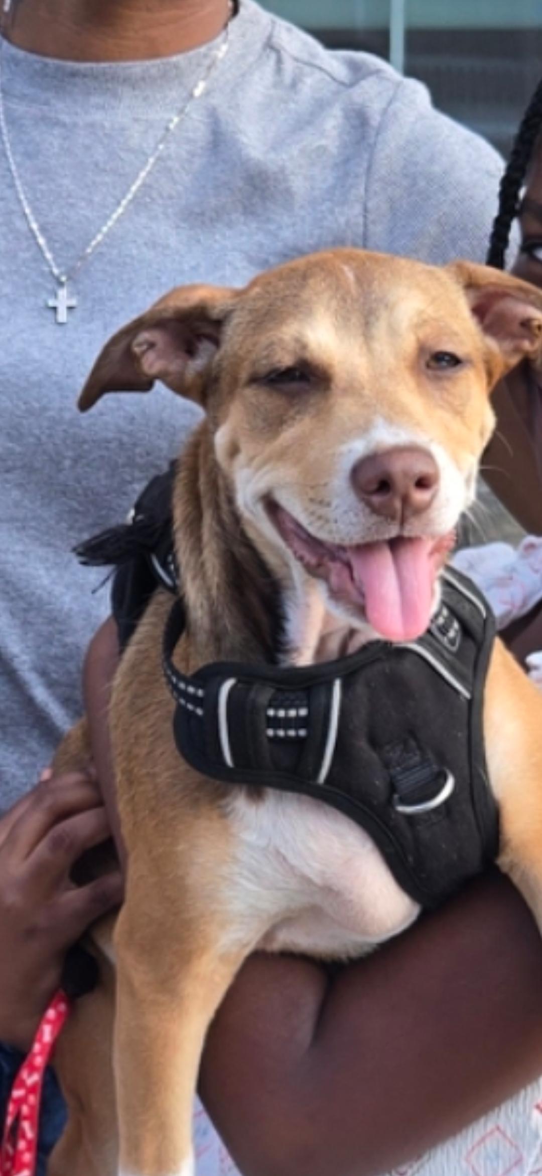 Francis, adoptable, Young Female Dachshund.