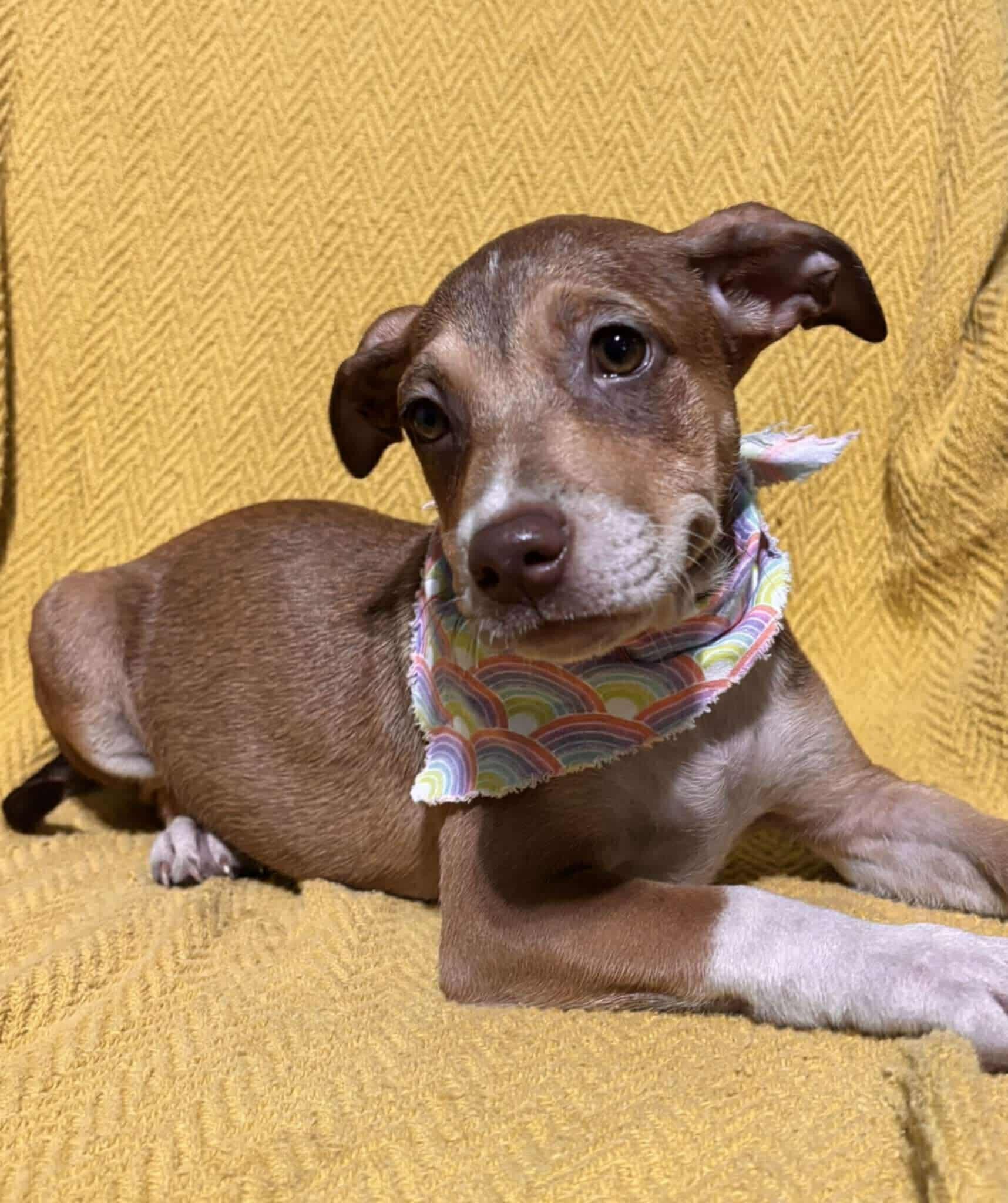 Enlarge Francis, an adoptable mixed breed in New York, NY image 4/6