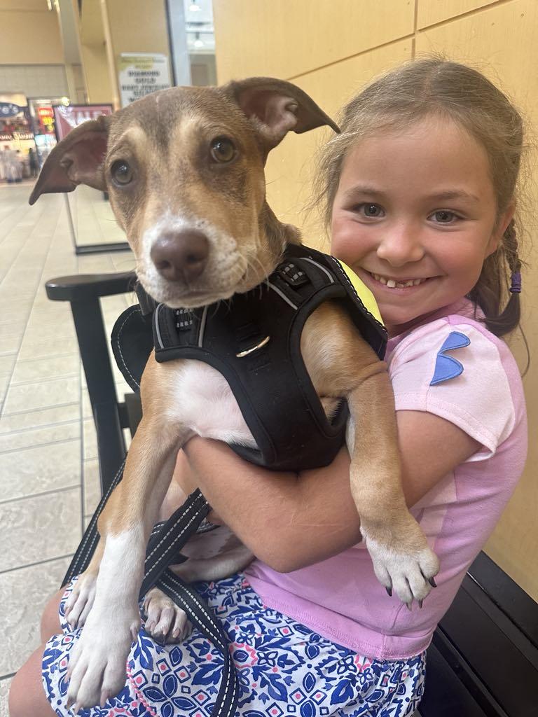 Enlarge Francis, an adoptable mixed breed in New York, NY image 3/6