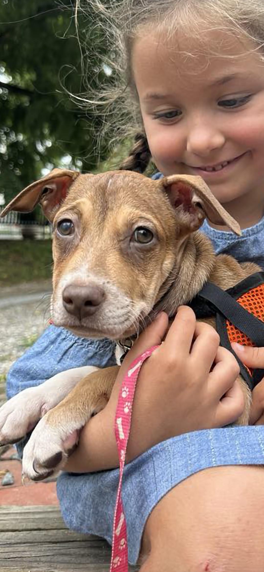 Enlarge Francis, an adoptable mixed breed in New York, NY image 5/6