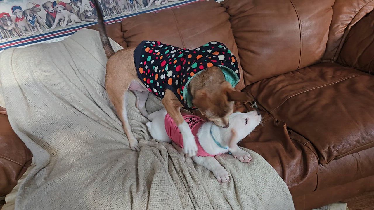 Enlarge Francis, an adoptable mixed breed in New York, NY video 6/6