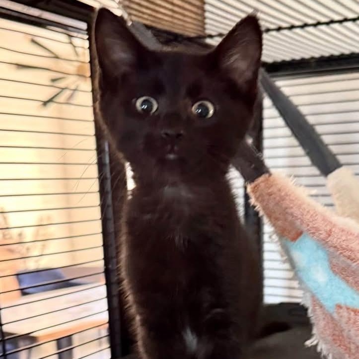 Rey, ADOPTABLE, Kitten Female Domestic Short Hair.