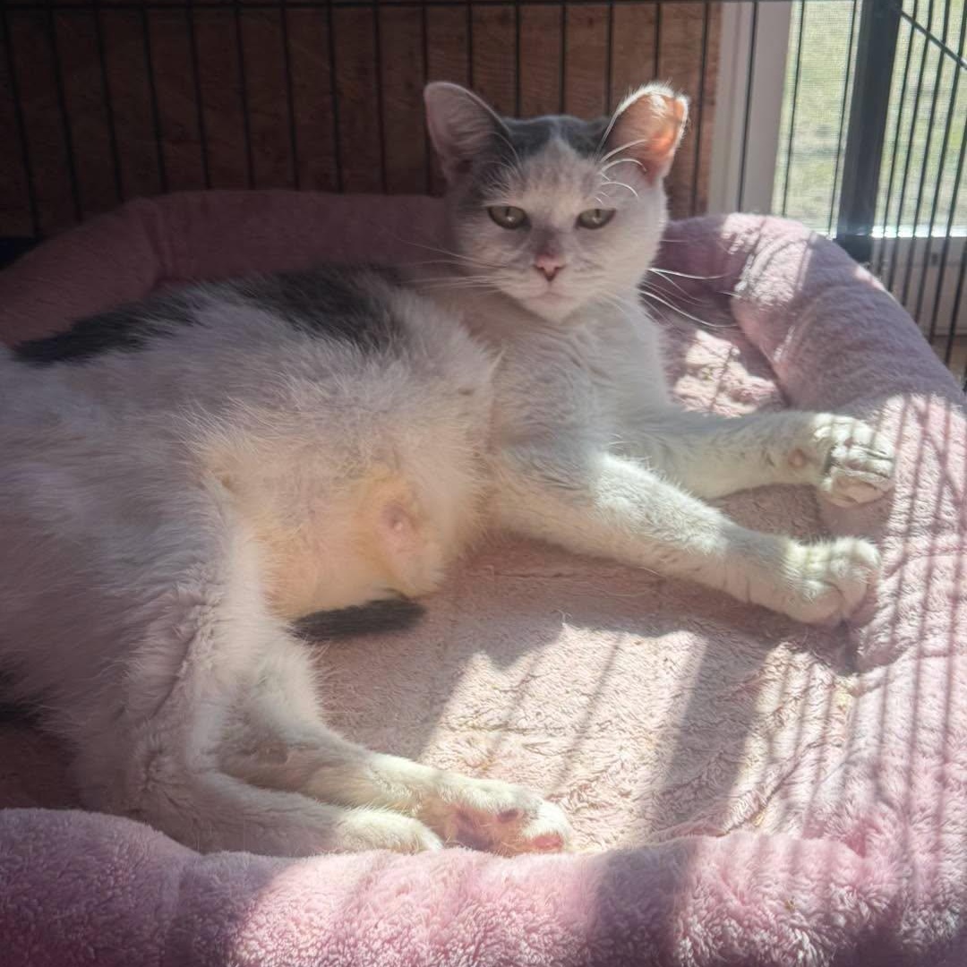 Enlarge Lil Mama, a Adoptable Domestic Short Hair in Richmond Dale, OH image 2/2