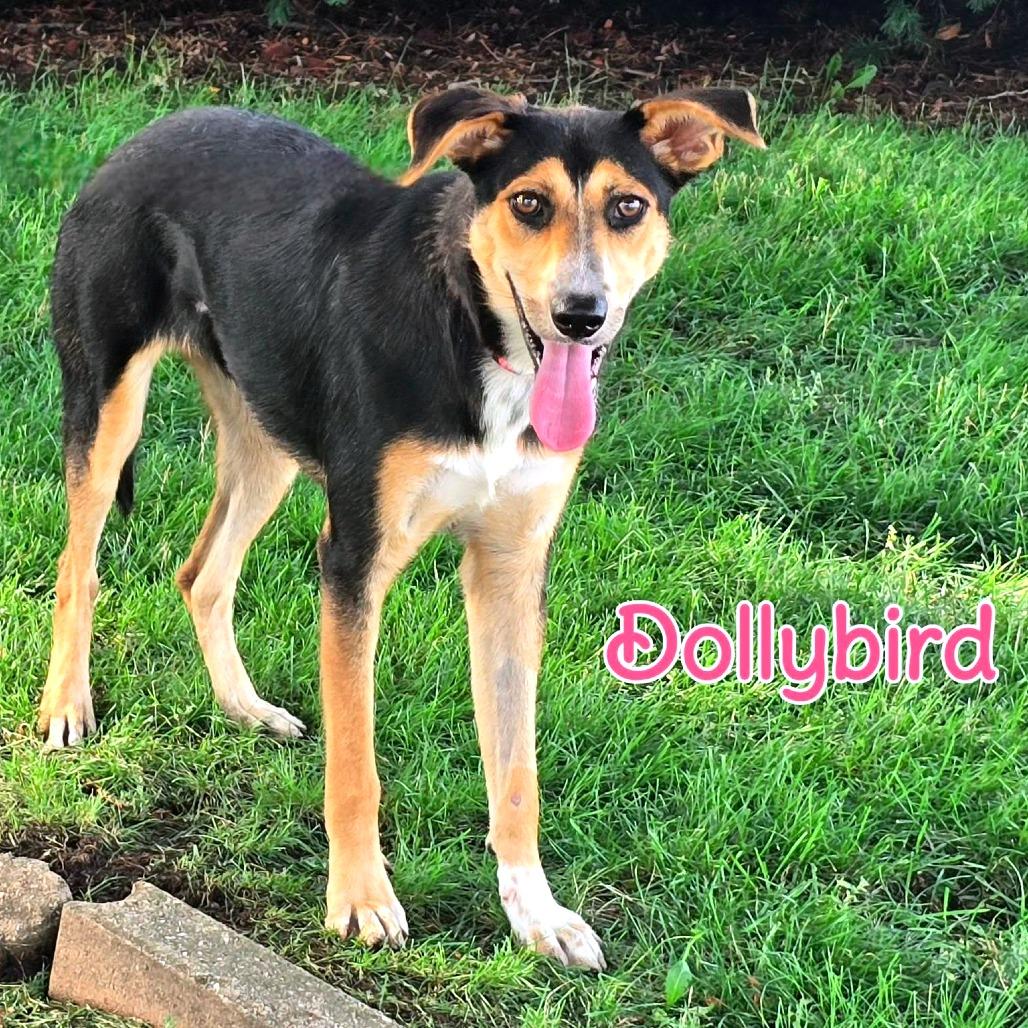 Dollybird, Adoptable, Young Female Mixed Breed.