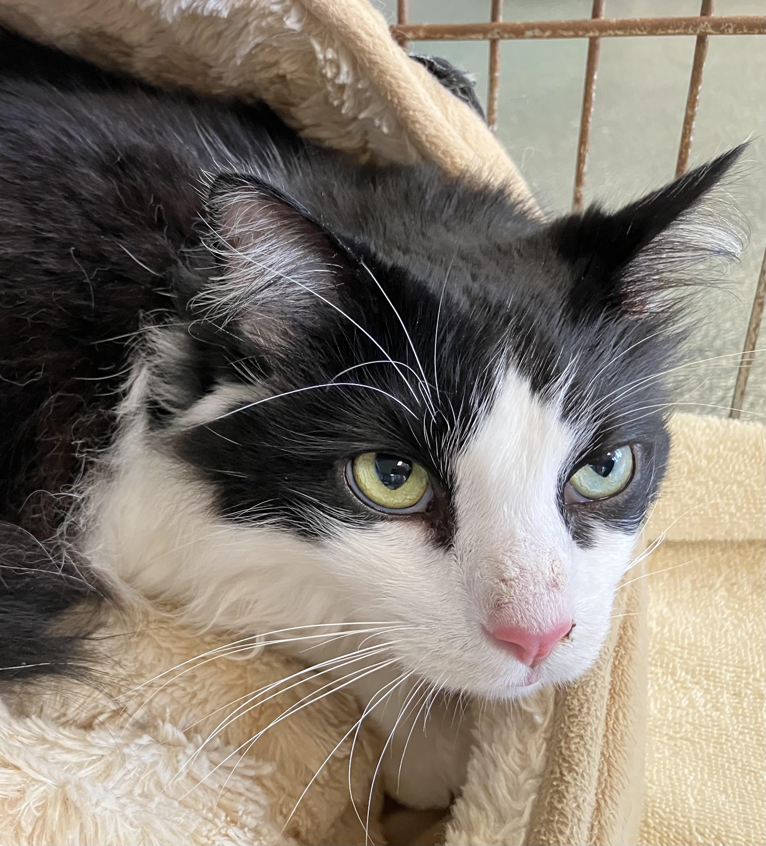 Kitty, adoptable, Adult Male Domestic Long Hair.