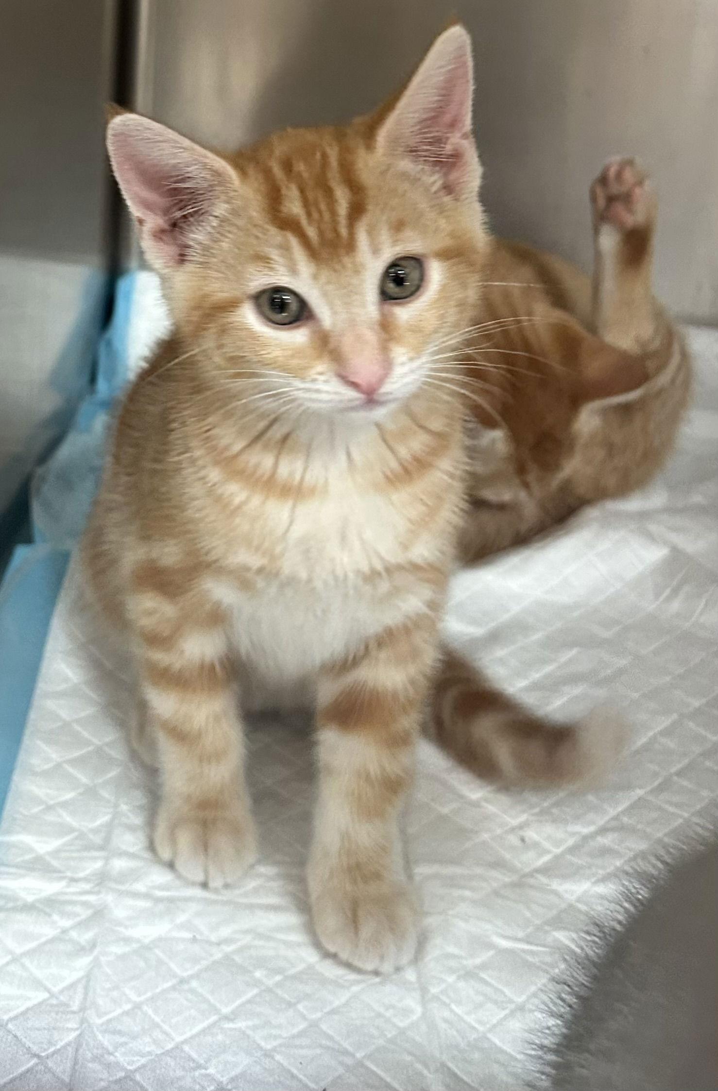 Charlotte ( Nicole ), a Adopted Tabby in Vallejo, CA image 1/3