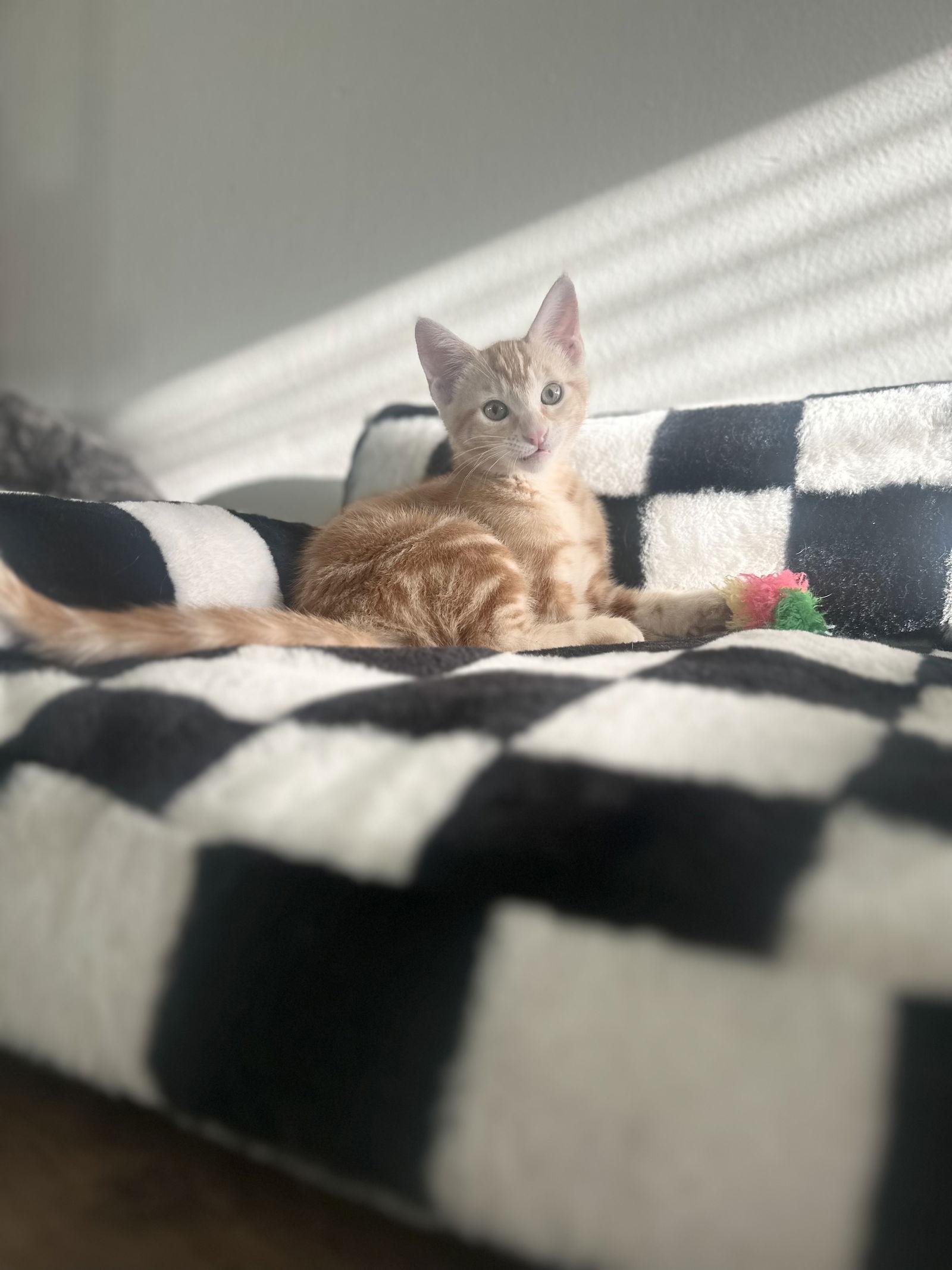 Charlotte ( Nicole ), a Adopted Tabby in Vallejo, CA image 2/3