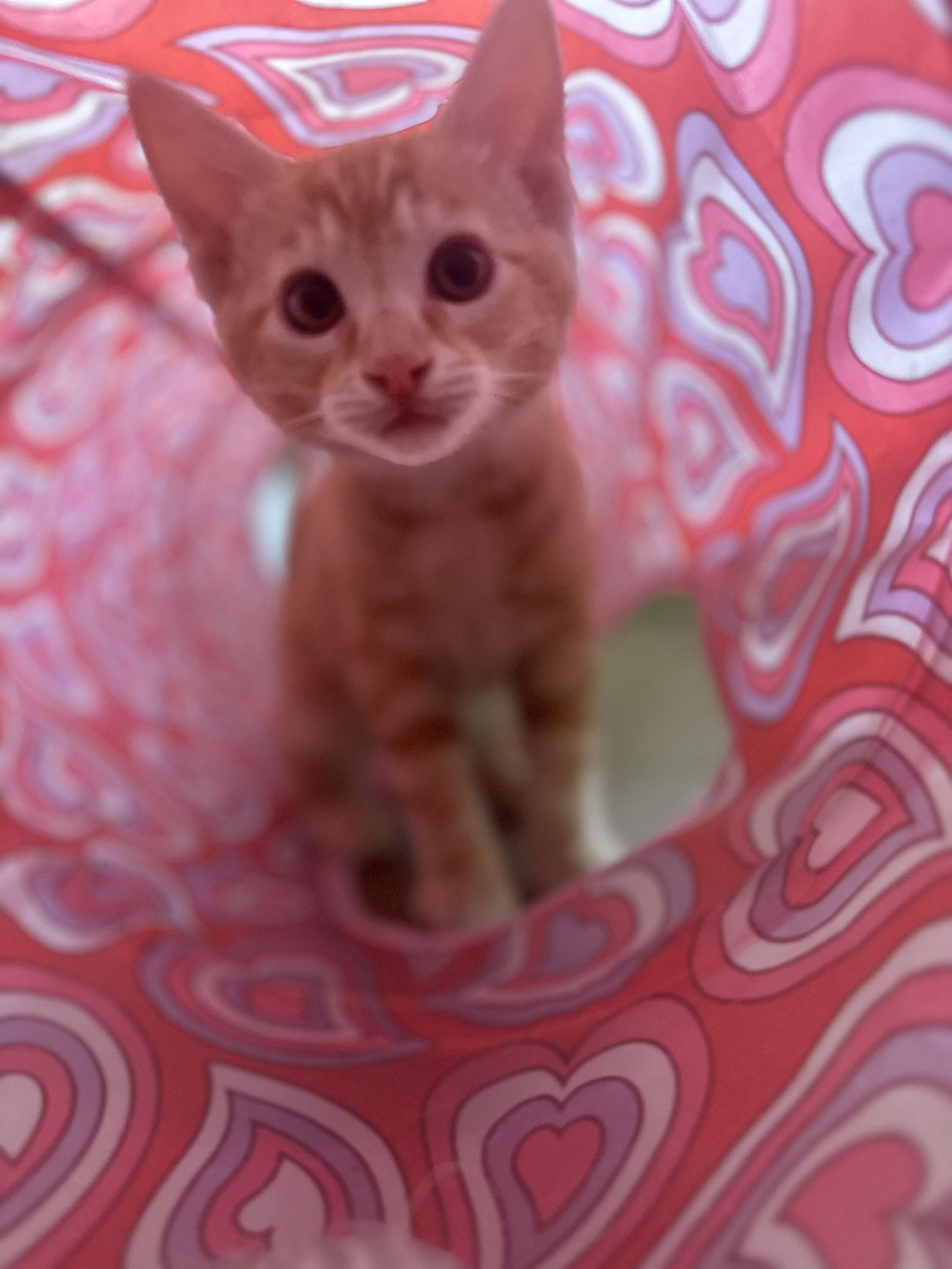 Charlotte ( Nicole ), a Adopted Tabby in Vallejo, CA image 3/3