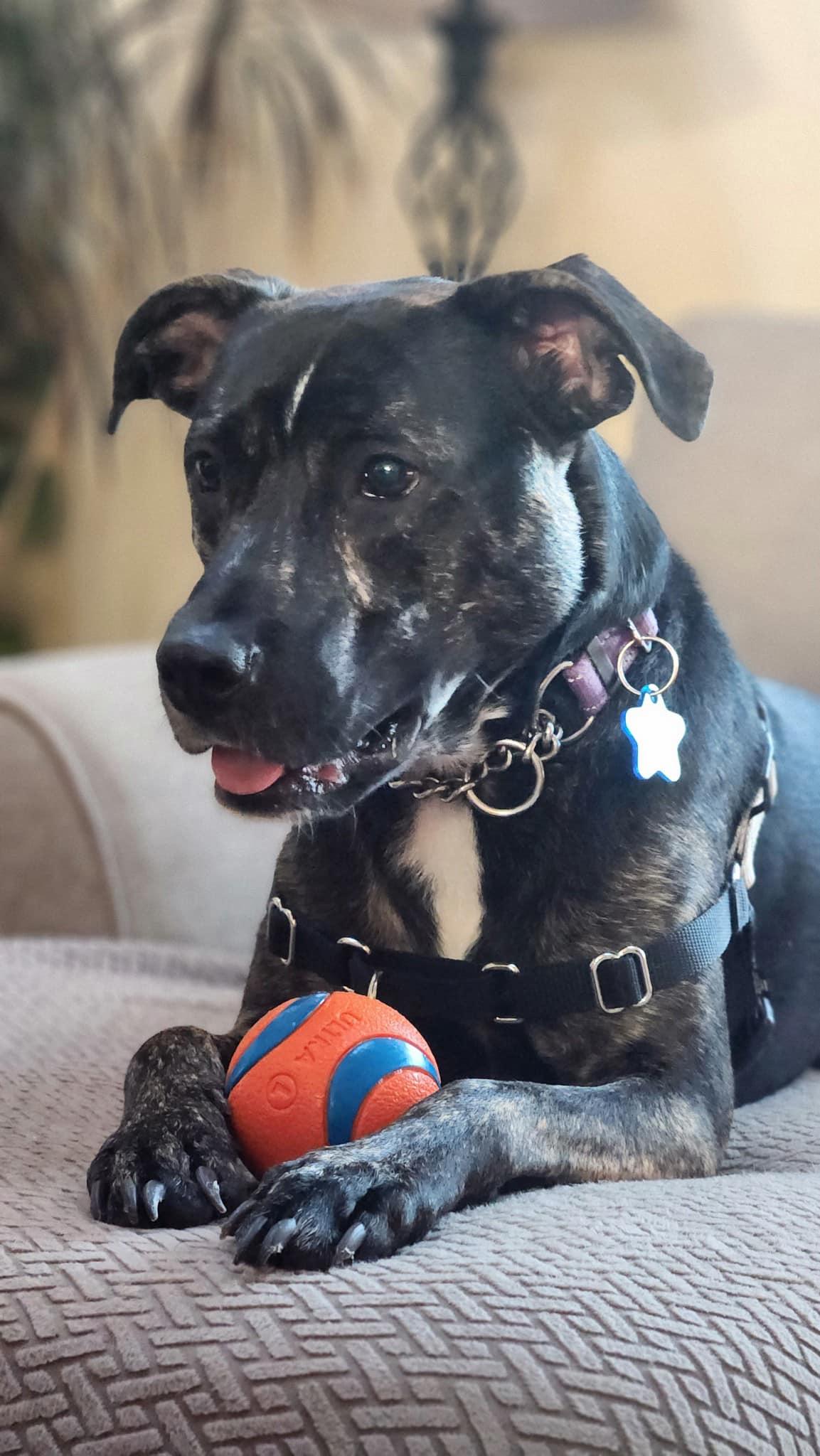 ARCHIE, a Adoptable Mixed Breed in Holbrook, NY image 1/3