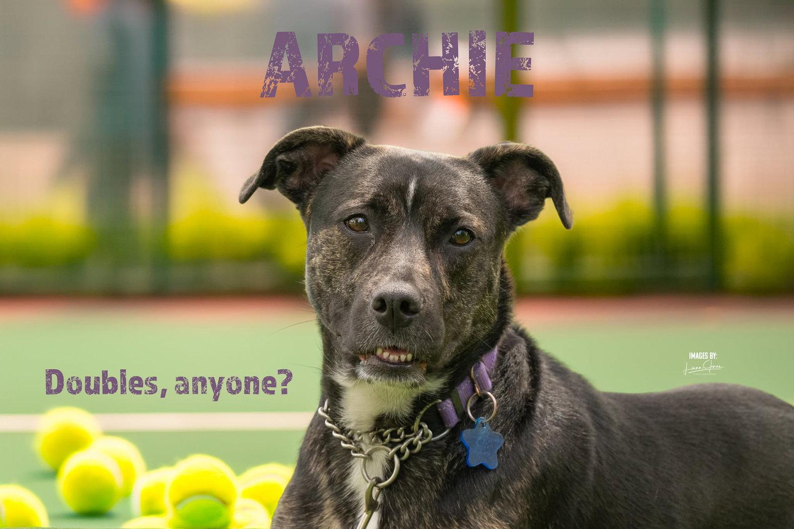 ARCHIE, Adoptable, Young Male Mixed Breed.