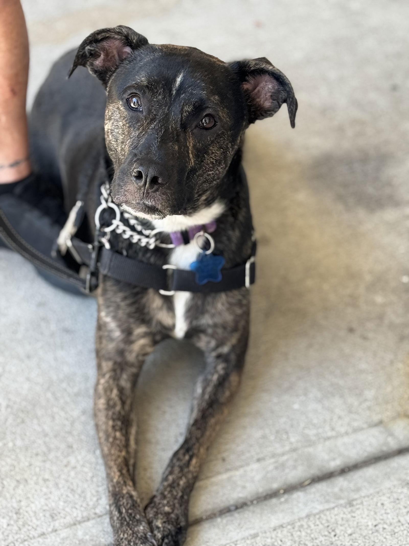 ARCHIE, a Adoptable Mixed Breed in Holbrook, NY image 2/3