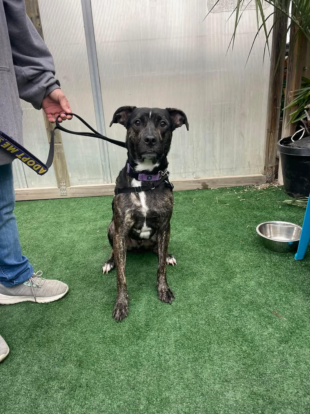 ARCHIE, a Adoptable Mixed Breed in Holbrook, NY image 3/3