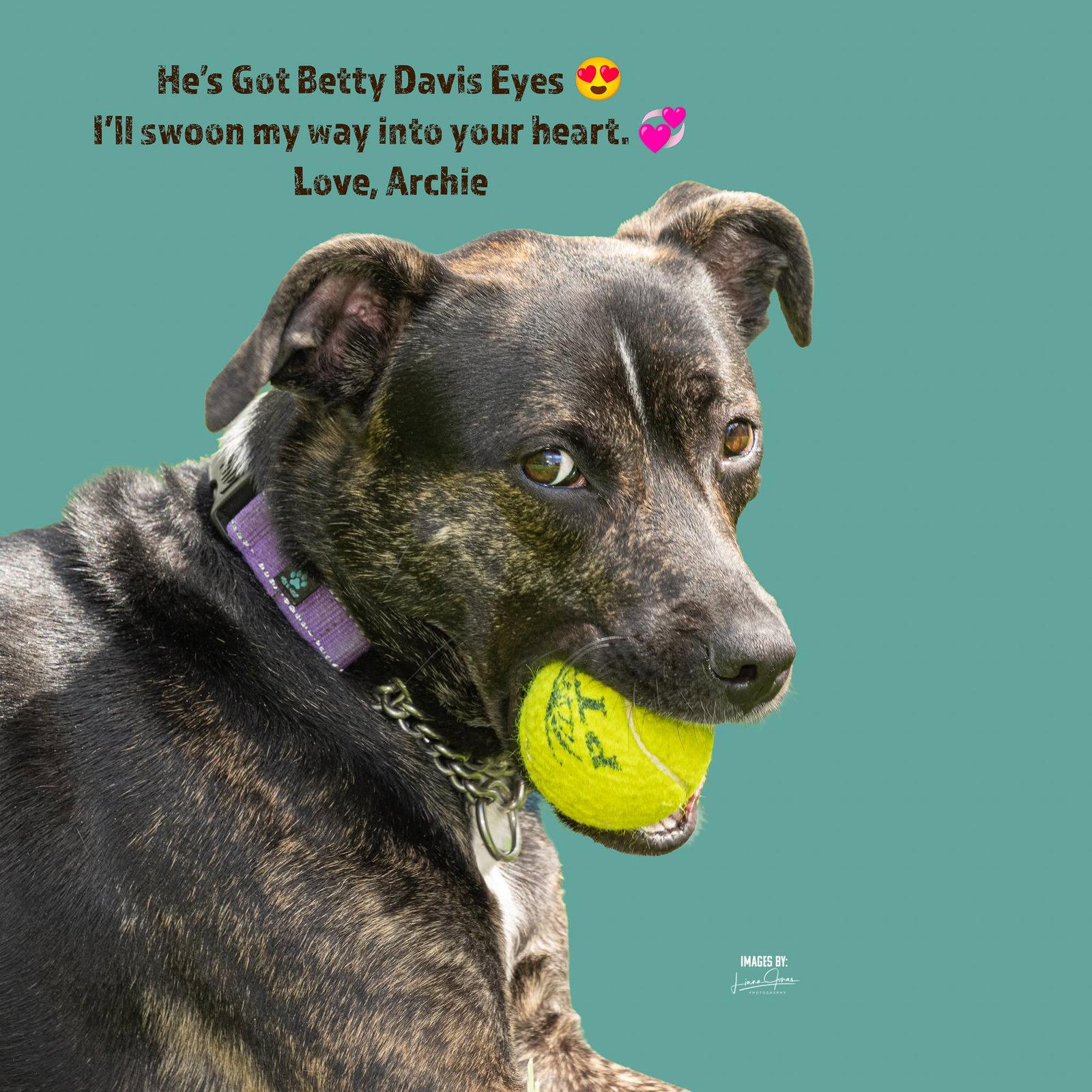 Enlarge ARCHIE, a Adoptable Mixed Breed in Holbrook, NY image 3/3