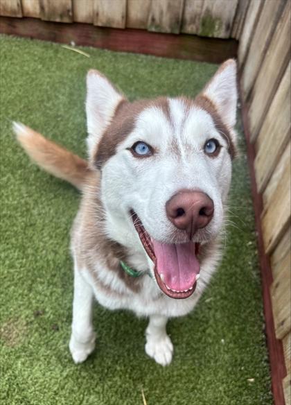 Buchanan, Adoptable, Adult Male Husky & Mixed Breed.