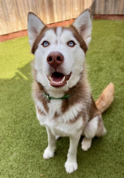 Enlarge Buchanan, a Adoptable mixed breed in Eugene, OR image 2/3