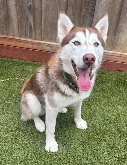 Enlarge Buchanan, a Adoptable mixed breed in Eugene, OR image 3/3