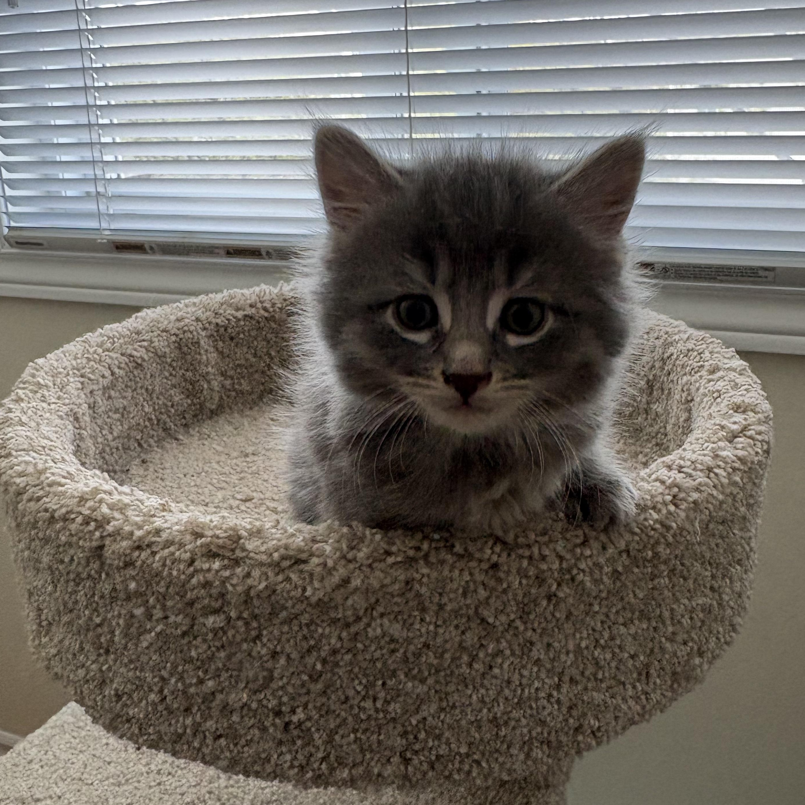 Enlarge Finch, a ADOPTABLE Domestic Medium Hair in Ottawa, ON image 4/6