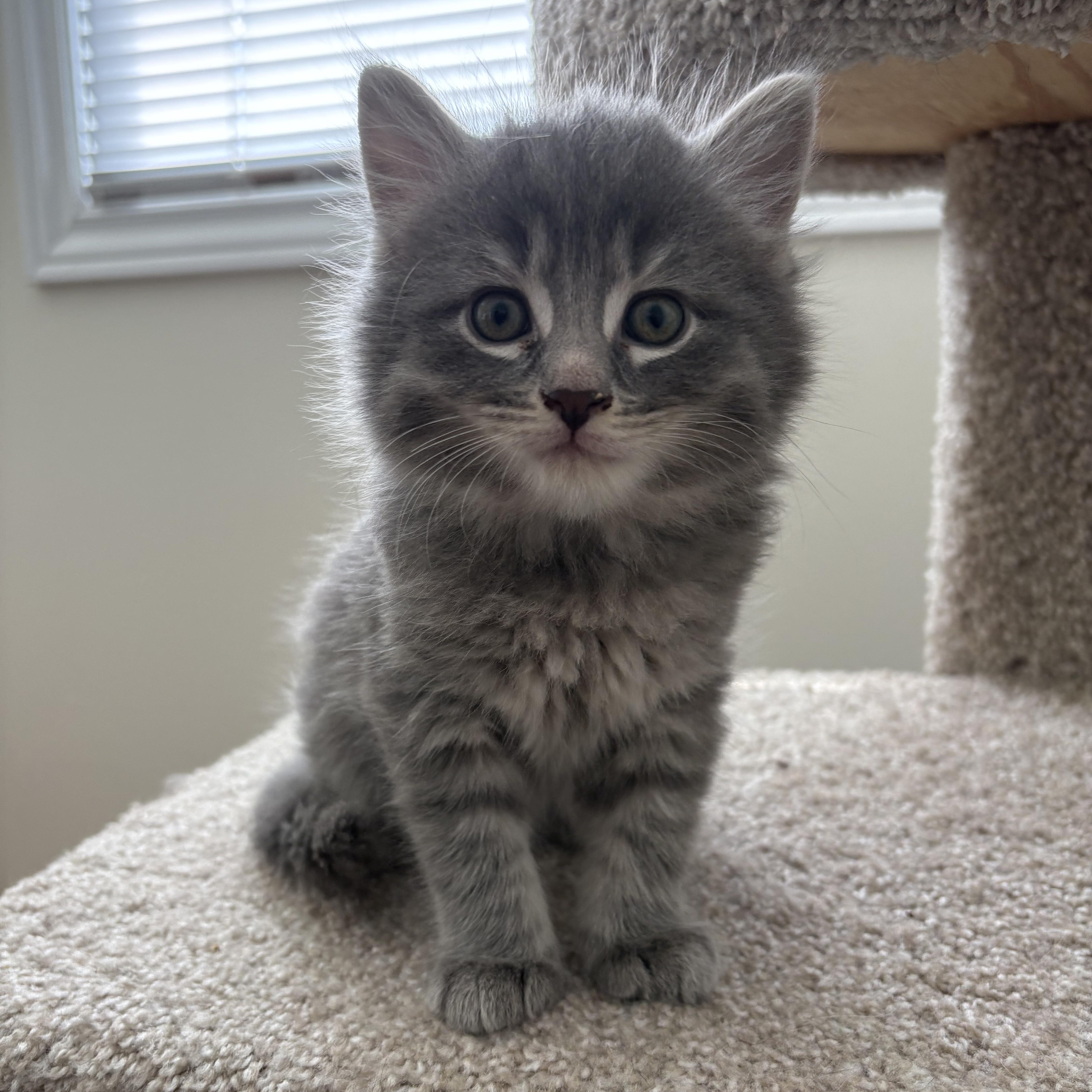 Enlarge Finch, a ADOPTABLE Domestic Medium Hair in Ottawa, ON image 1/6