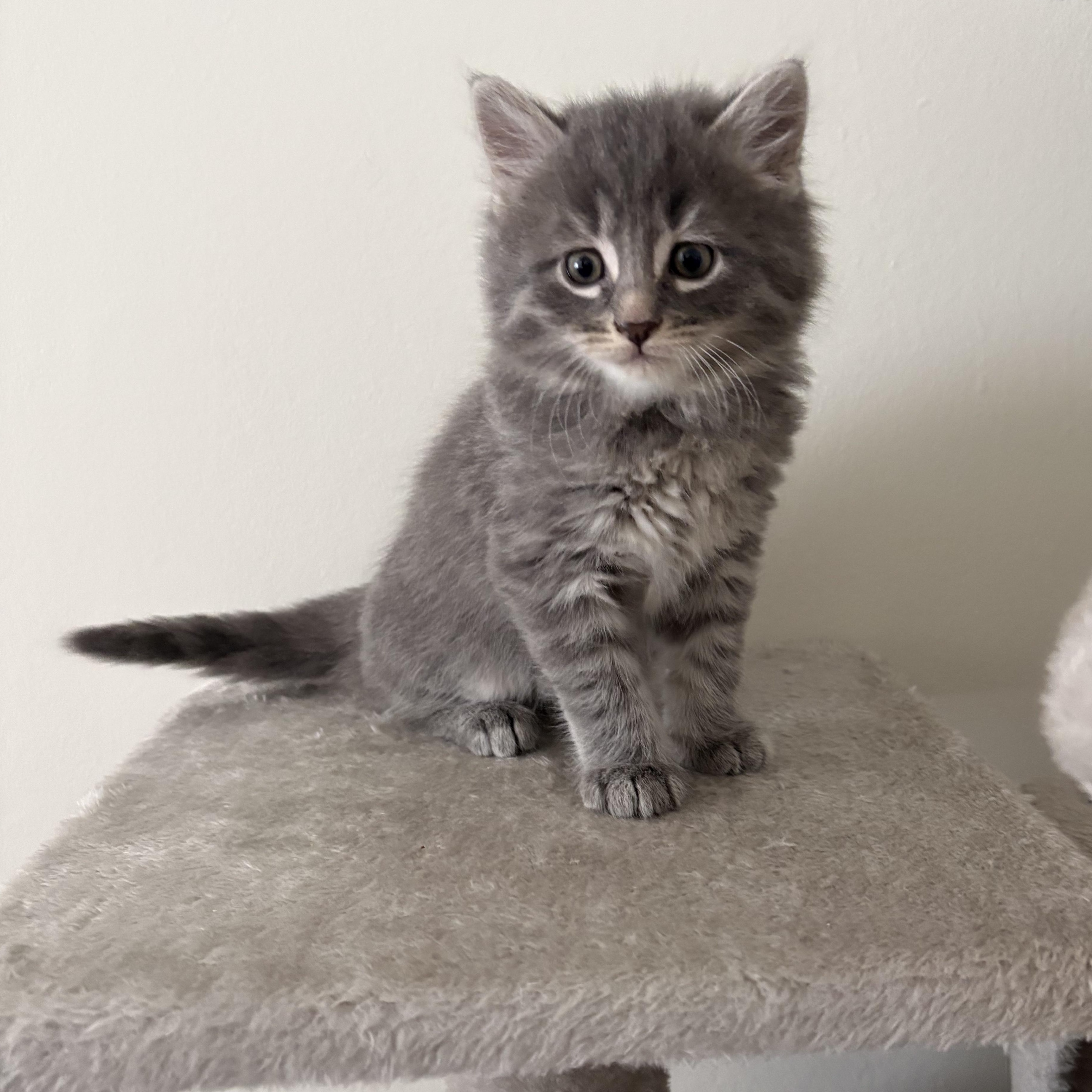 Enlarge Finch, a ADOPTABLE Domestic Medium Hair in Ottawa, ON image 3/6