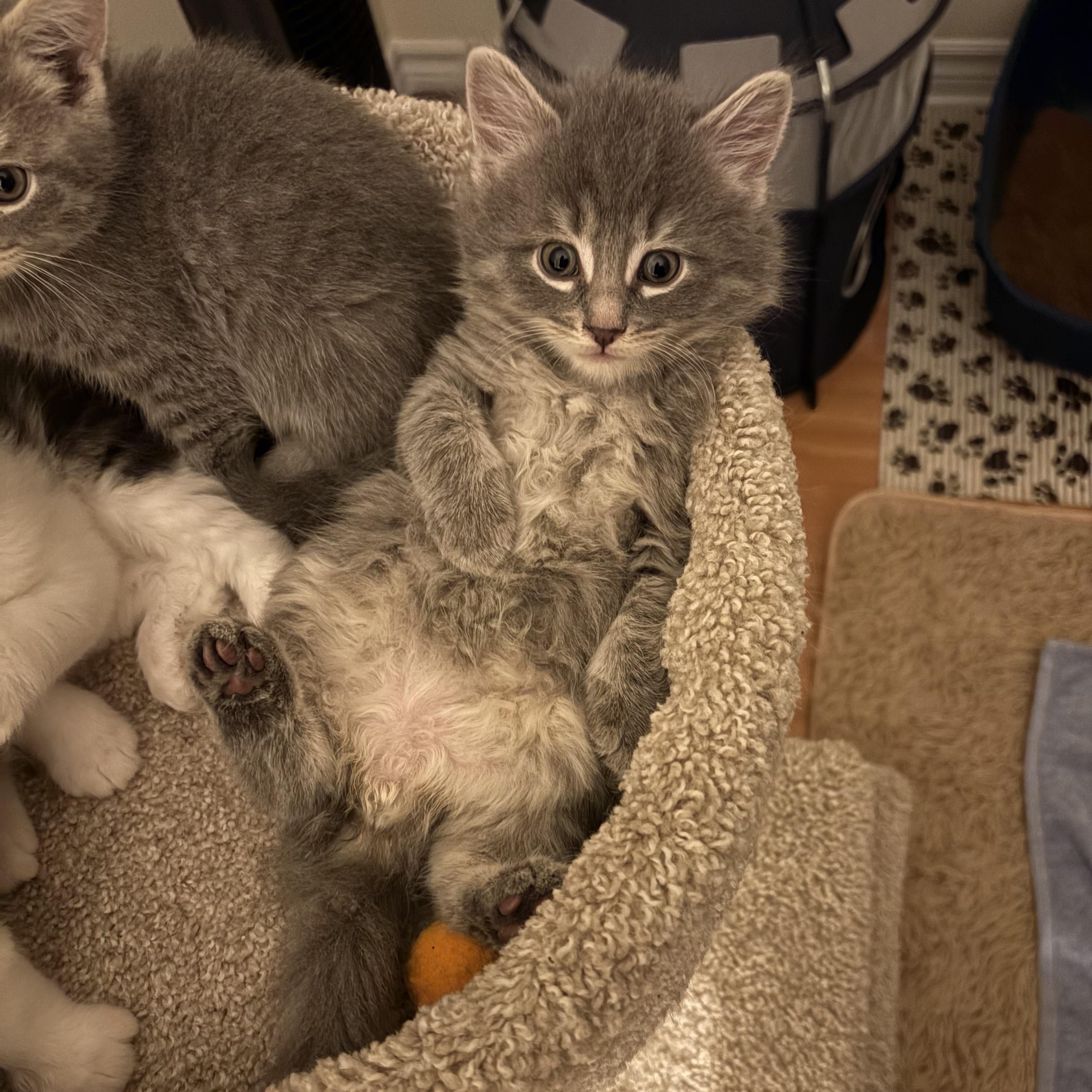 Enlarge Finch, a ADOPTABLE Domestic Medium Hair in Ottawa, ON image 6/6