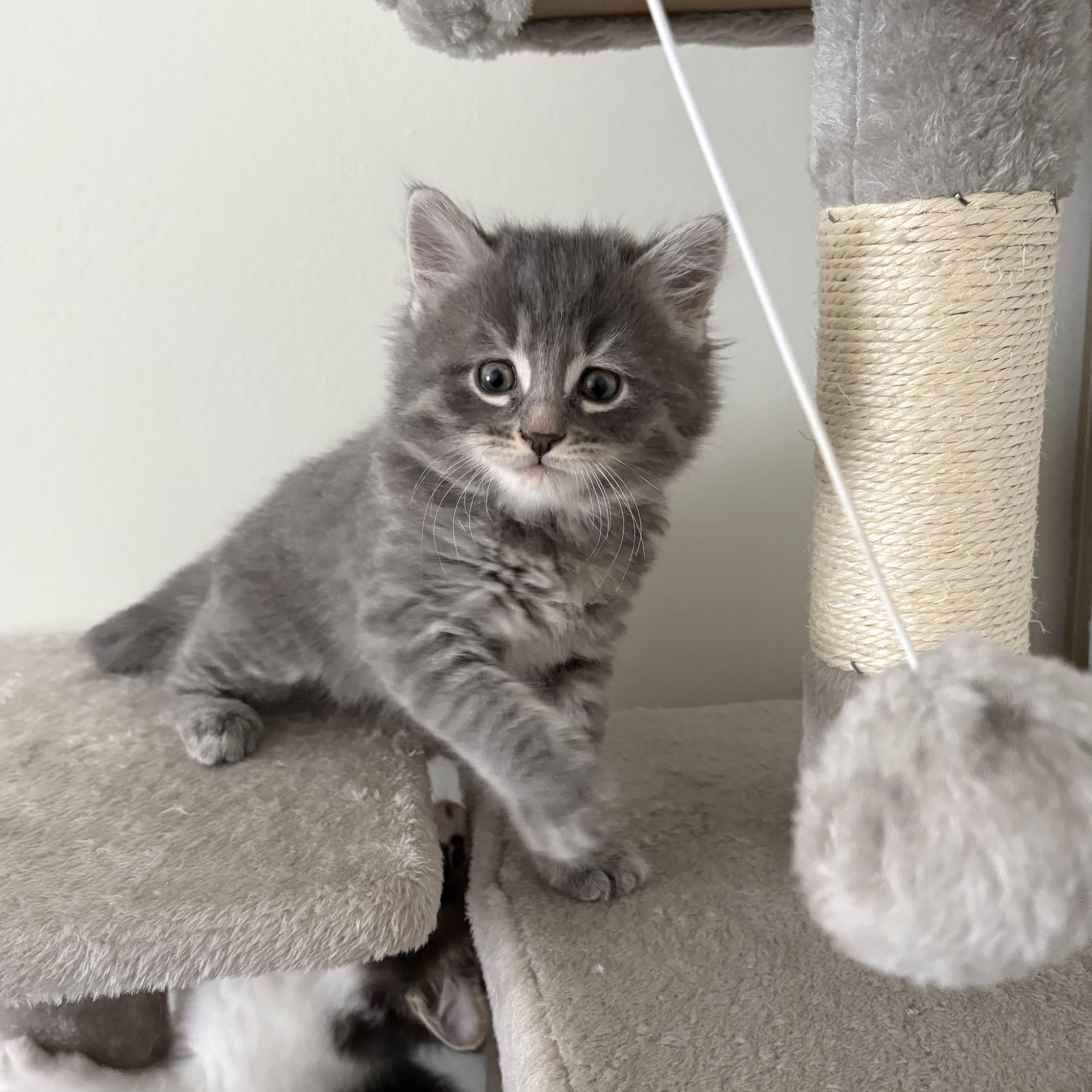 Enlarge Finch, a ADOPTABLE Domestic Medium Hair in Ottawa, ON image 2/6