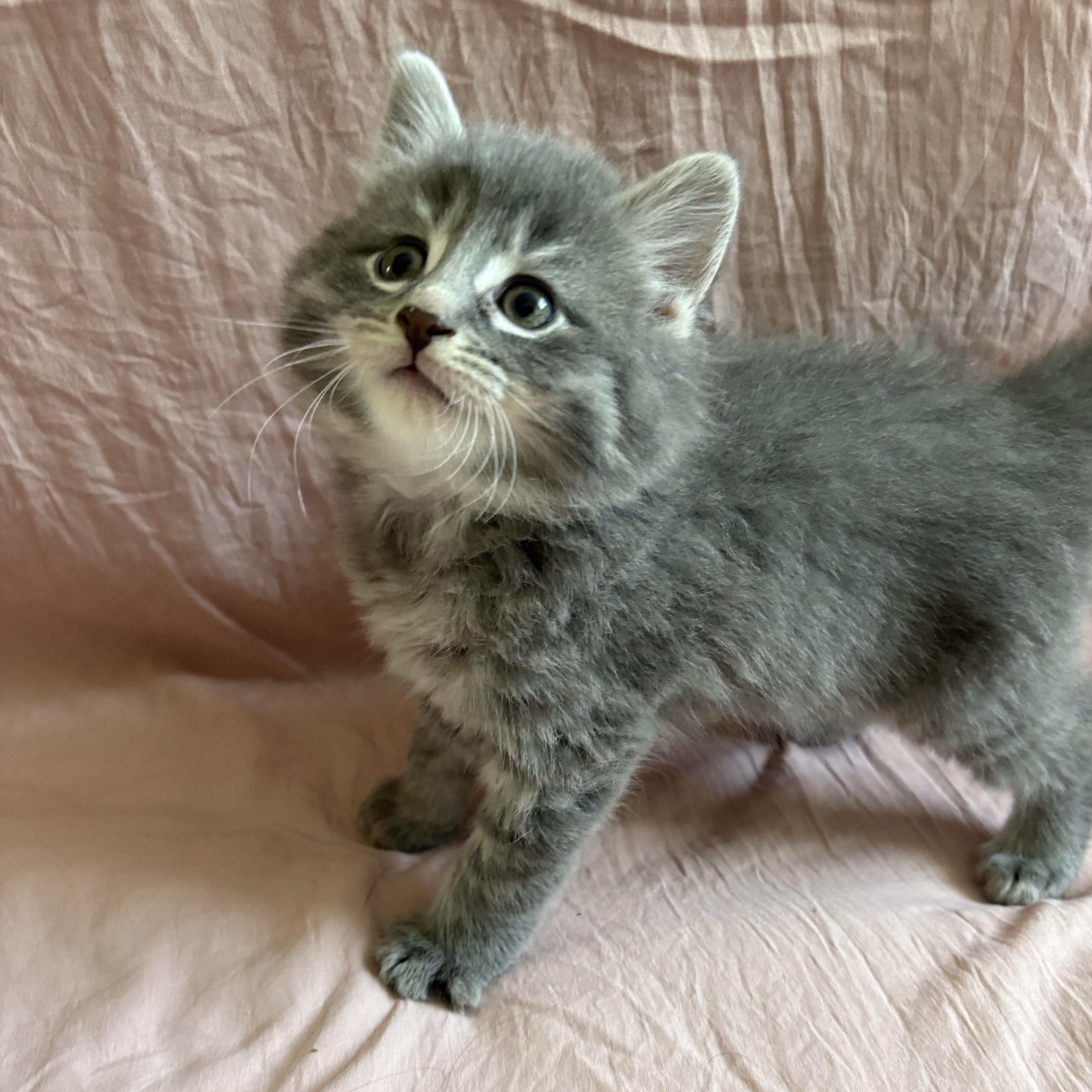 Enlarge Finch, a ADOPTABLE Domestic Medium Hair in Ottawa, ON image 5/6