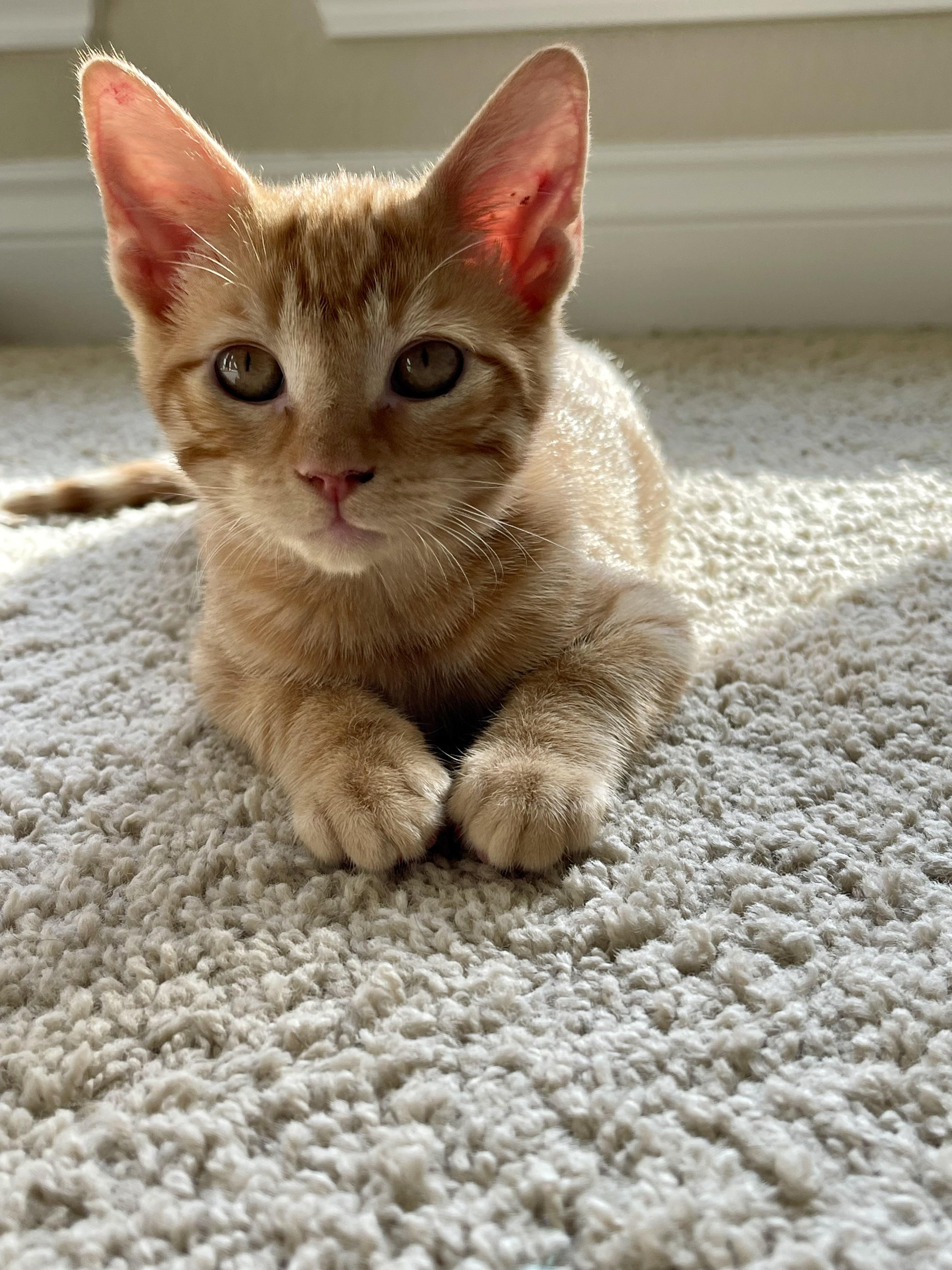 Enlarge Pepperoni, a Adopted mixed breed in Alvin, TX image 1/6