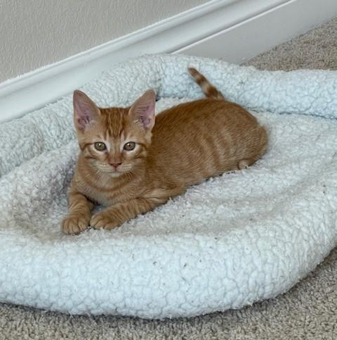 Enlarge Pepperoni, a Adopted mixed breed in Alvin, TX image 2/6