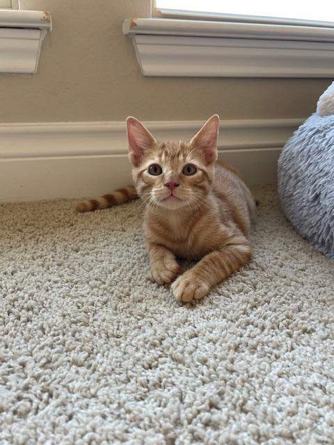 Enlarge Pepperoni, a Adopted mixed breed in Alvin, TX image 3/6