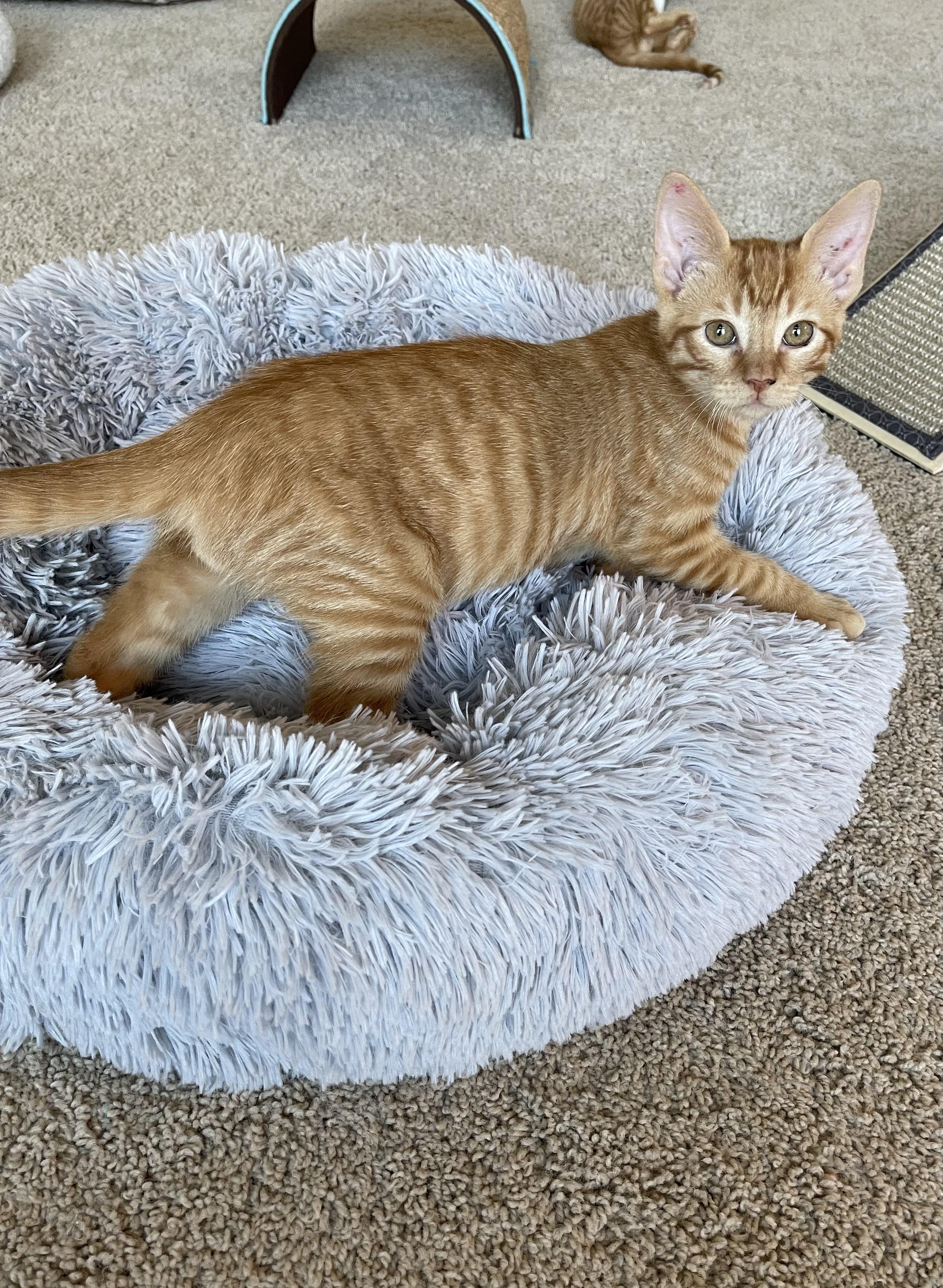 Enlarge Pepperoni, a Adopted mixed breed in Alvin, TX image 4/6