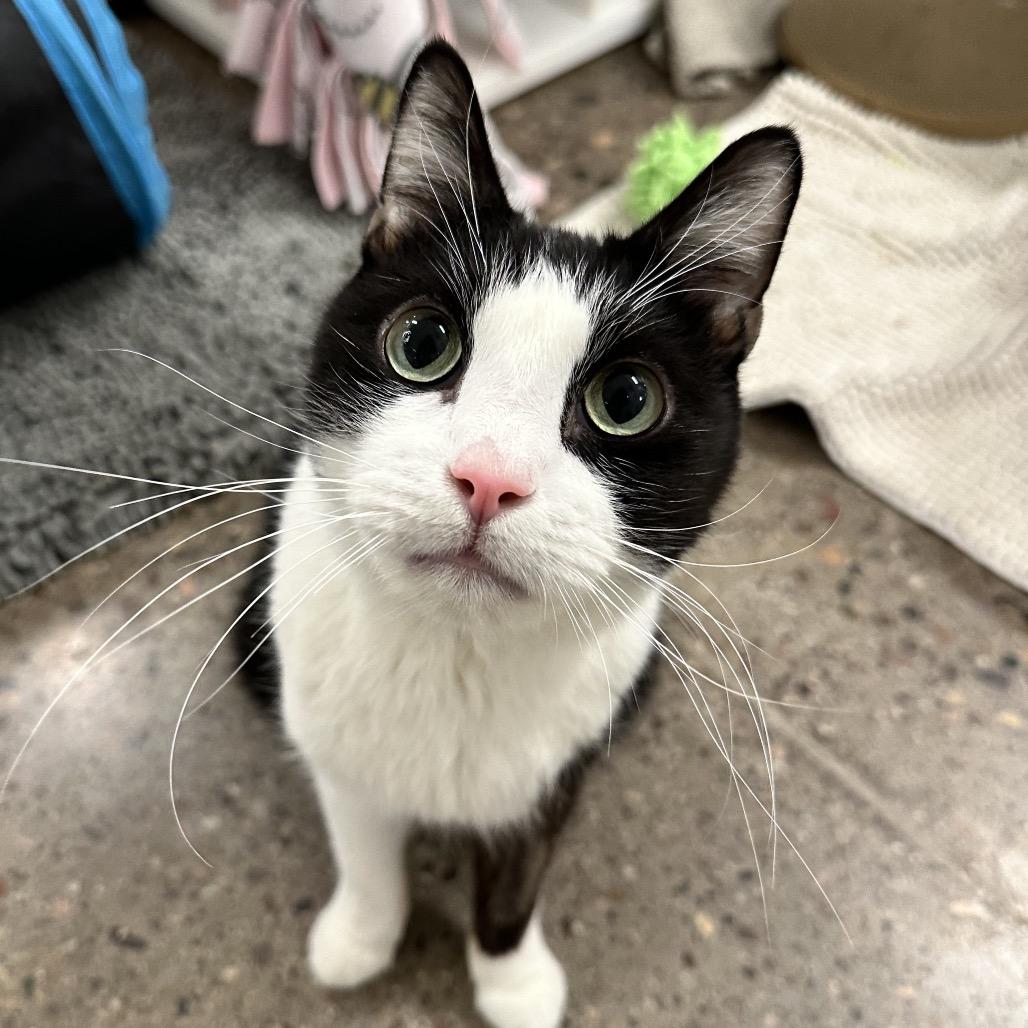 Enlarge Kenji, a Adoptable Domestic Short Hair in Phoenix, AZ image 1/3