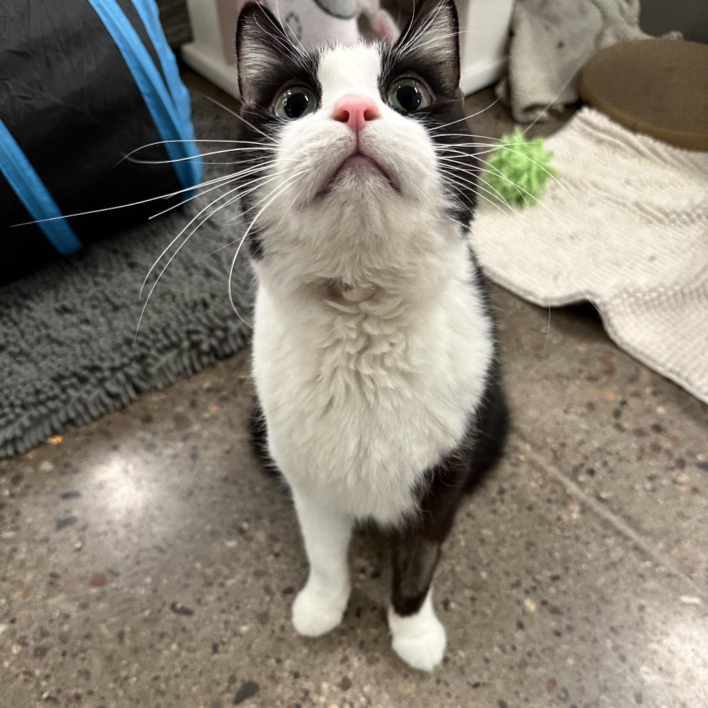 Enlarge Kenji, a Adoptable Domestic Short Hair in Phoenix, AZ image 2/3