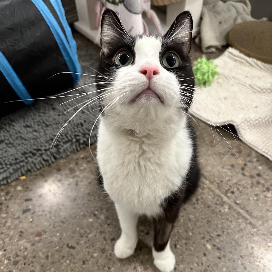 Enlarge Kenji, a Adoptable Domestic Short Hair in Phoenix, AZ image 3/3