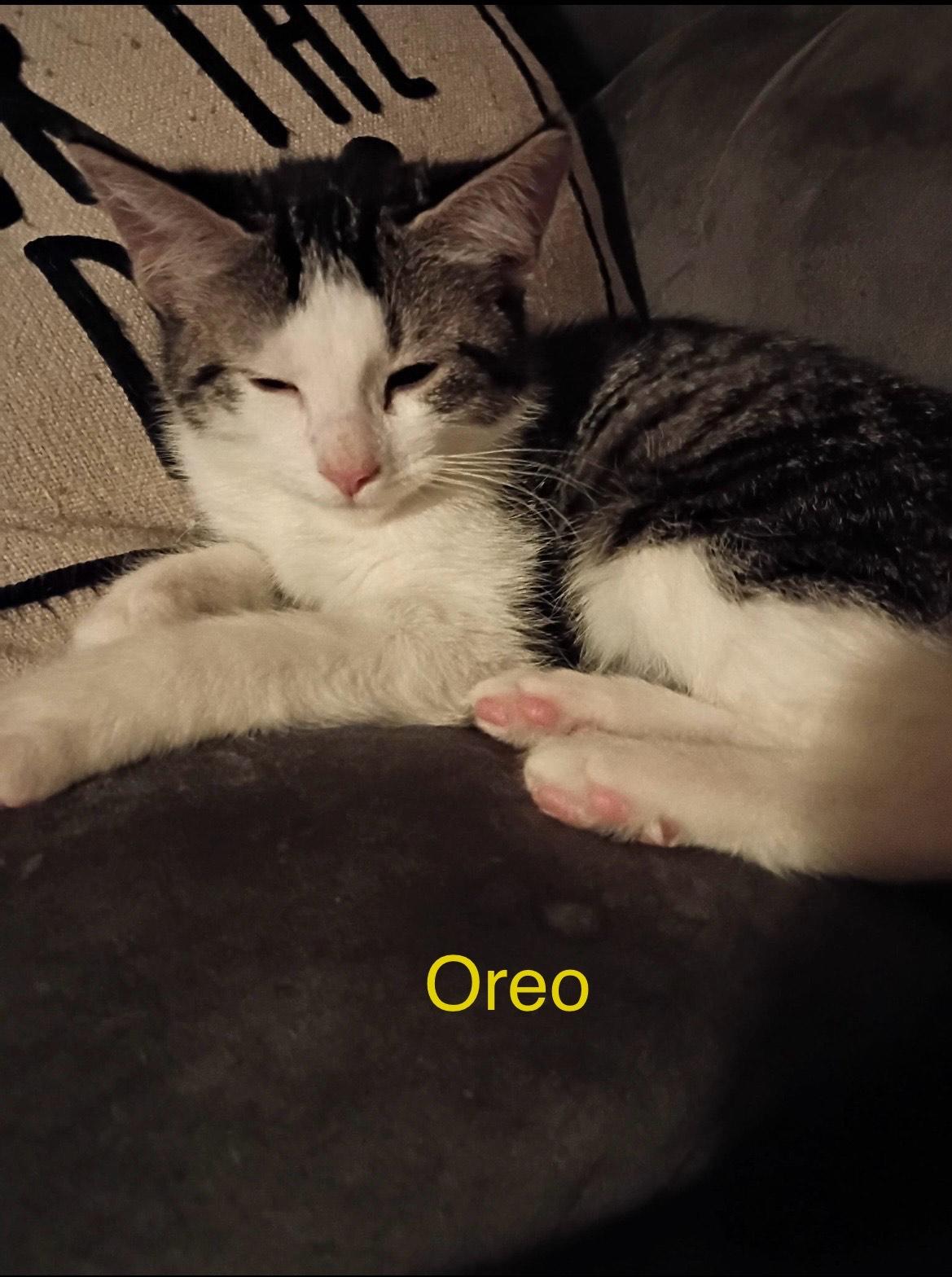 Enlarge Oreo, an adopted Domestic Short Hair in Herculaneum, MO image 1/1