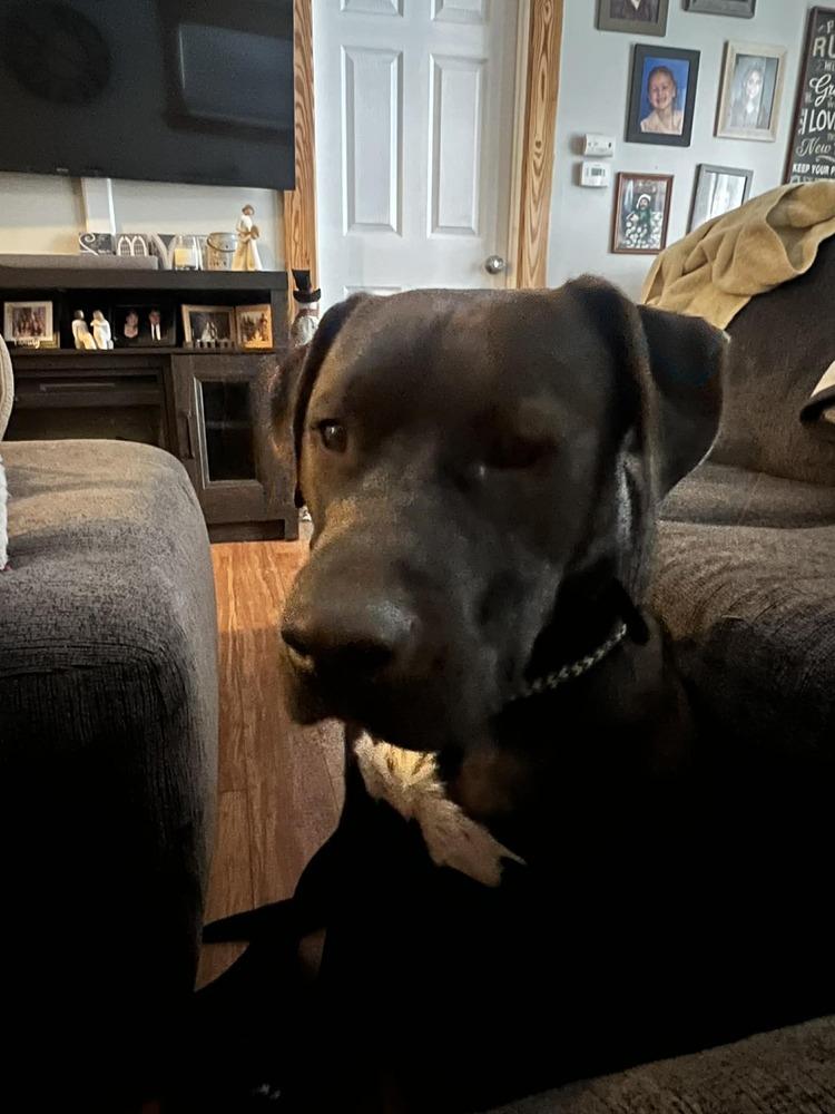 Charlie, Adoptable, Young Male Labrador Retriever.