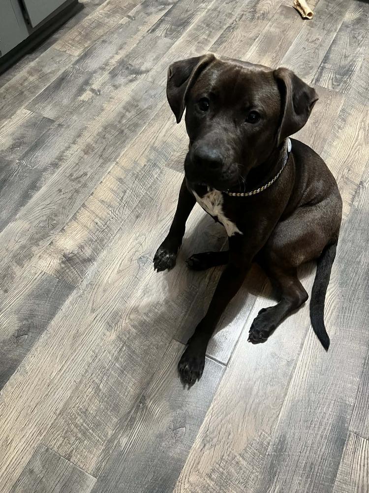 Charlie, Adoptable, Young Male Labrador Retriever.