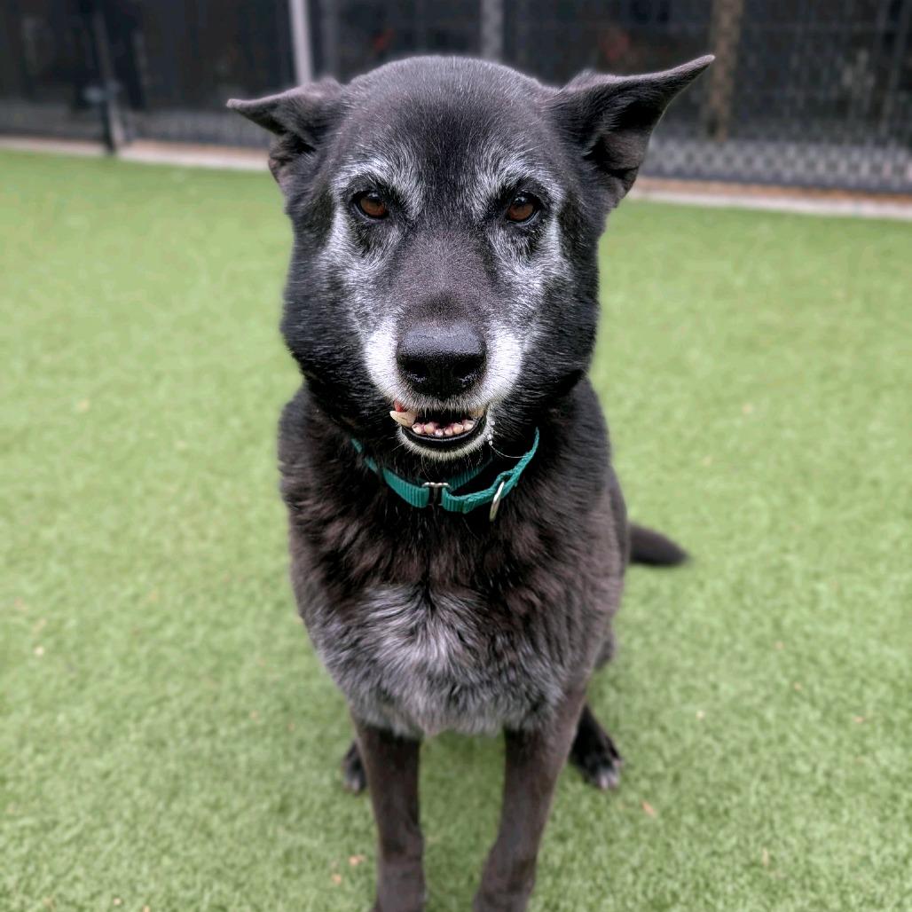 Beatrice, Adoptable, Senior Female German Shepherd Dog.