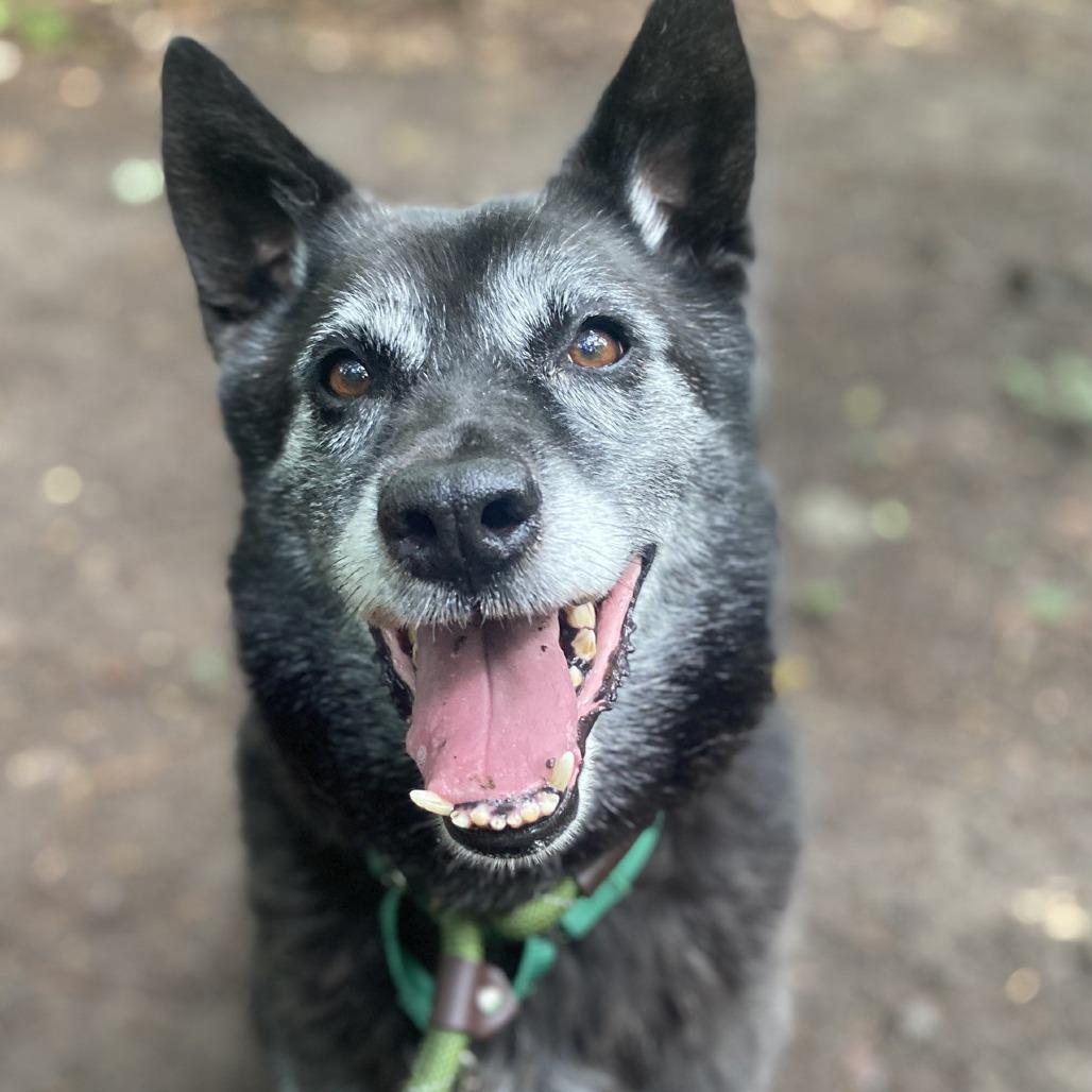 Enlarge Beatrice, a Adoptable German Shepherd Dog in Greensboro, NC image 2/6