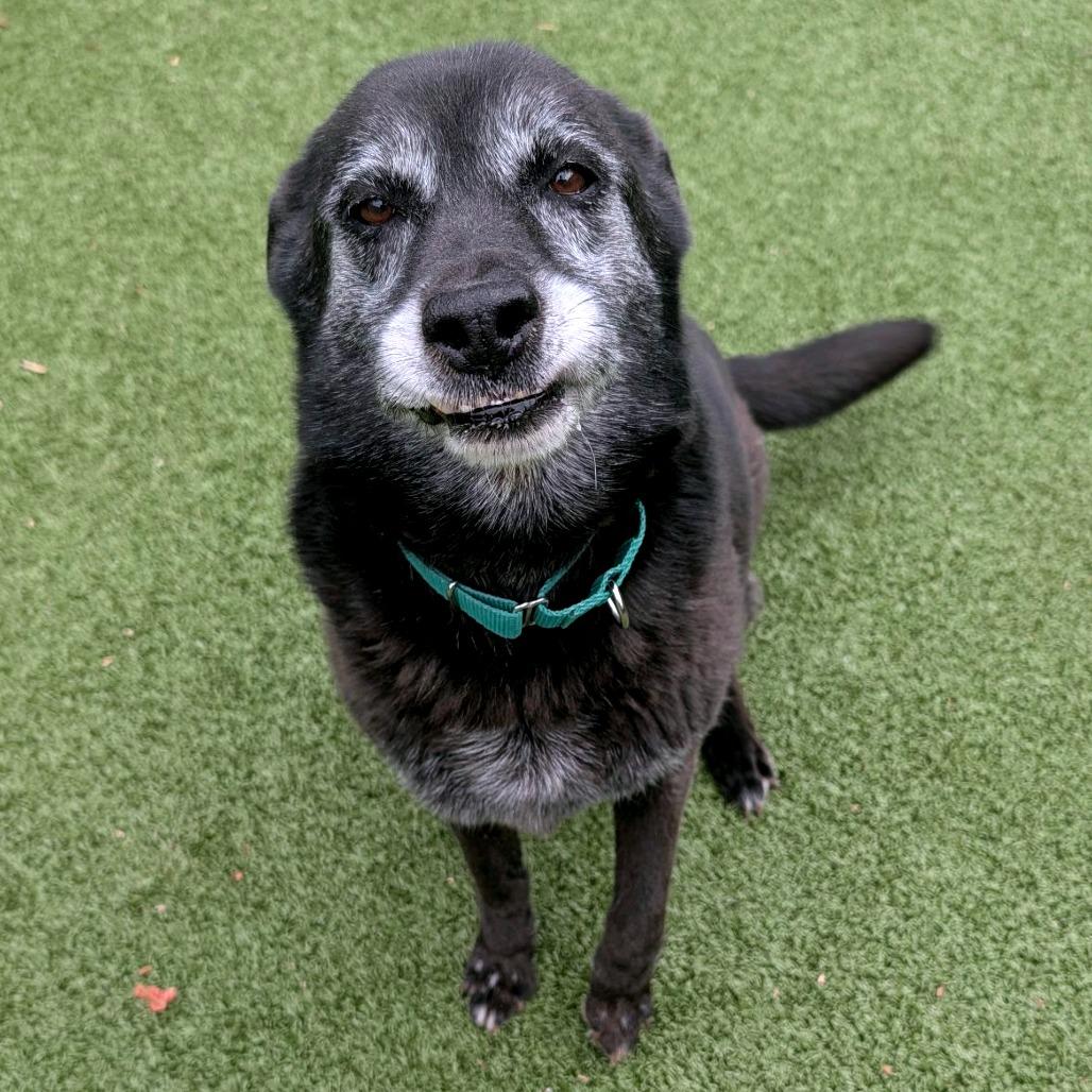 Enlarge Beatrice, a Adoptable German Shepherd Dog in Greensboro, NC image 3/6