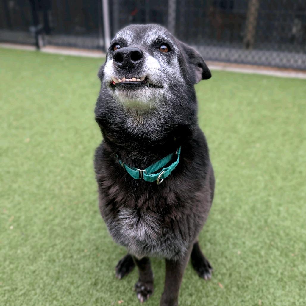 Enlarge Beatrice, a Adoptable German Shepherd Dog in Greensboro, NC image 4/6