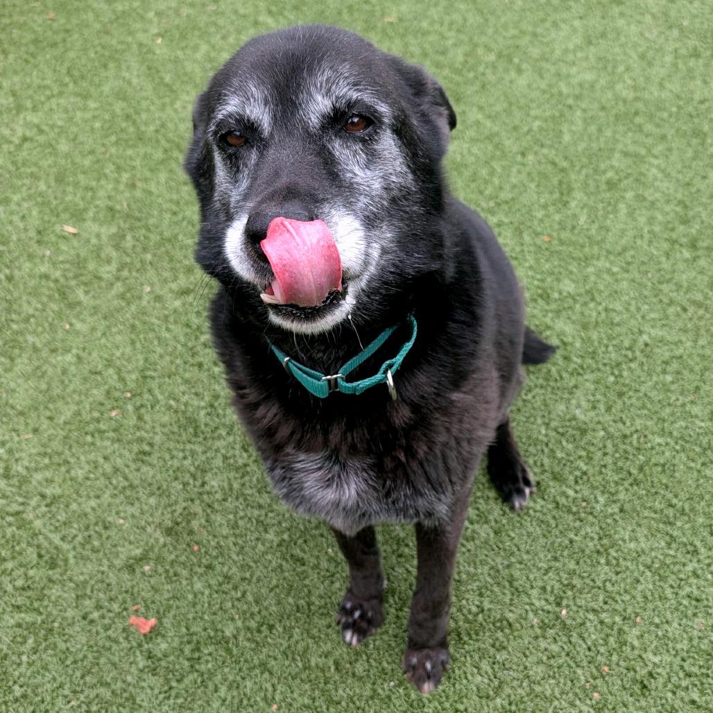 Enlarge Beatrice, a Adoptable German Shepherd Dog in Greensboro, NC image 5/6