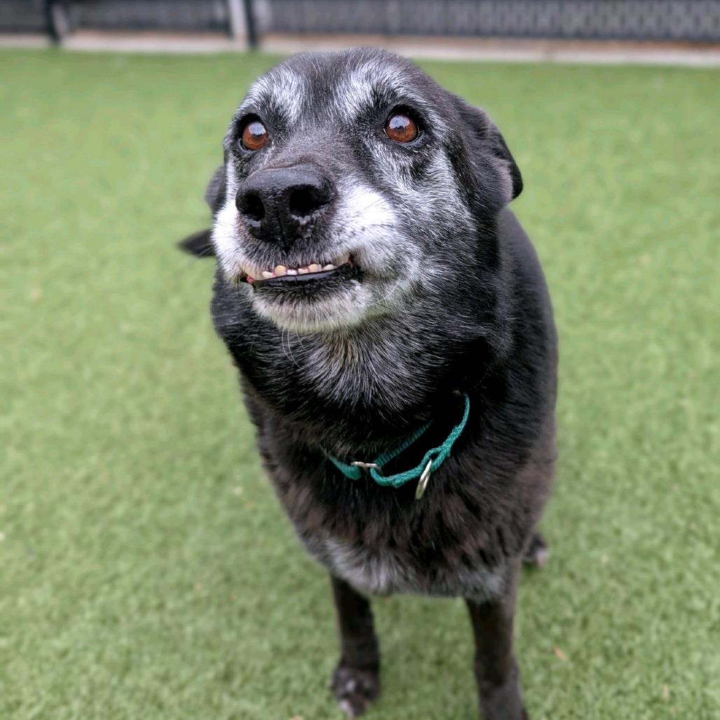 Enlarge Beatrice, a Adoptable German Shepherd Dog in Greensboro, NC image 6/6