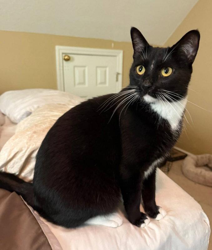 Moon pie, Adoptable, Young Male Tuxedo.