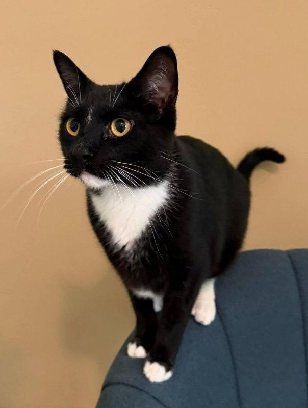 Moon pie, a Adoptable Tuxedo in Knoxville, TN image 2/3