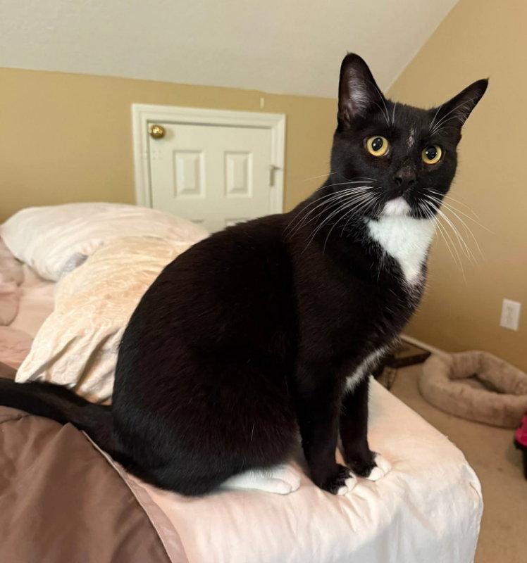 Moon pie, a Adoptable Tuxedo in Knoxville, TN image 3/3