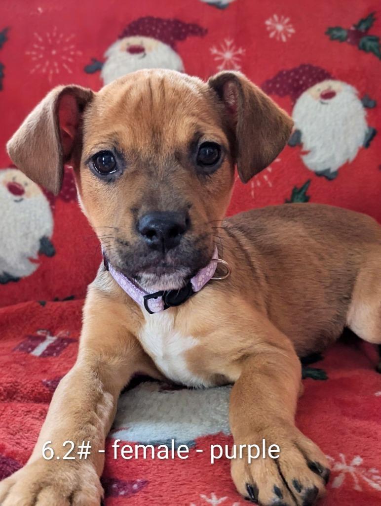 Enlarge Desert, a Adoptable mixed breed in sun prairie, WI image 1/1