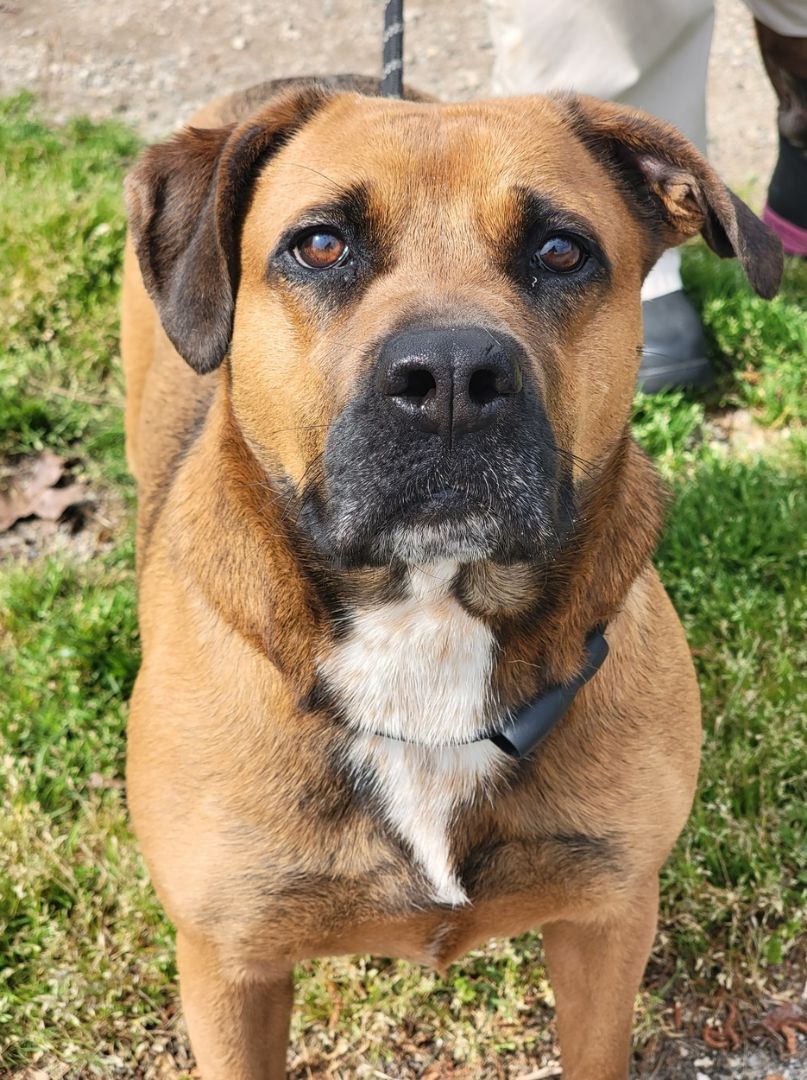 Stella, Adoptable, Adult Female Boxer & Black Mouth Cur.