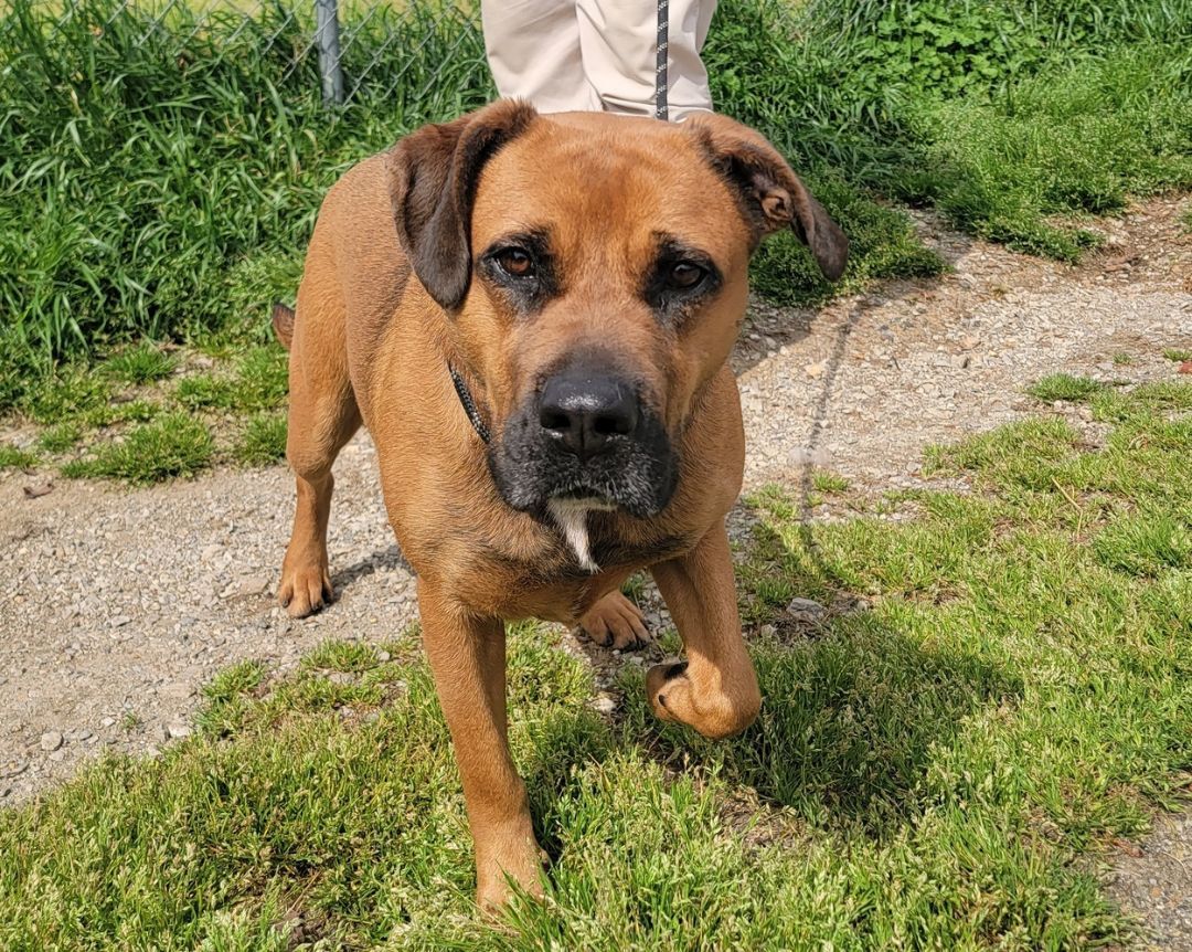 Stella, a Adoptable mixed breed in Anniston, AL image 2/7