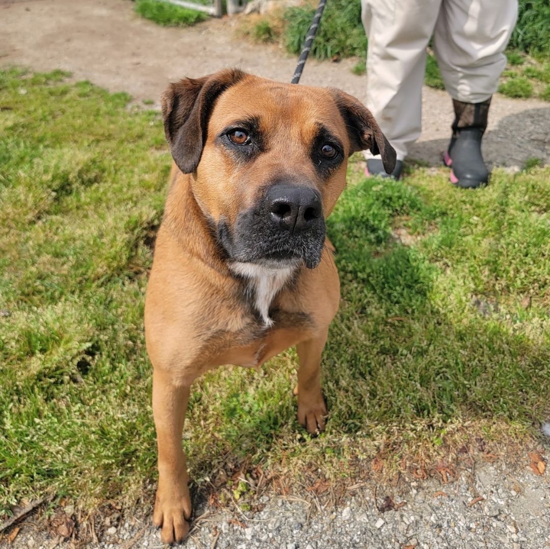 Stella, a Adoptable mixed breed in Anniston, AL image 4/7